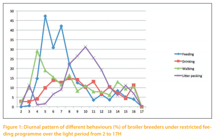 The behavior of broiler breeders under controlled feeding conditions in response to coarse Ca particles scattered in the litter - Image 1