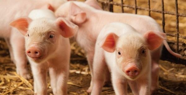 Optimizing piglet performance through appetite stimulation and gut health - Image 1