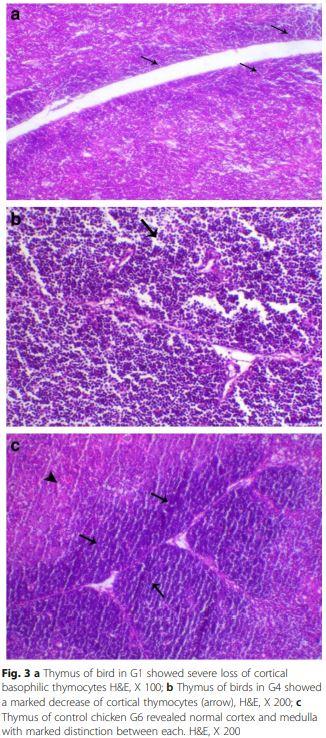 Interaction between avian influenza subtype H9N2 and Newcastle disease virus vaccine strain (LaSota) in chickens - Image 5