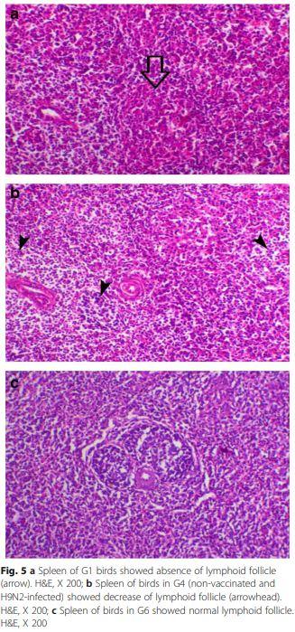 Interaction between avian influenza subtype H9N2 and Newcastle disease virus vaccine strain (LaSota) in chickens - Image 7