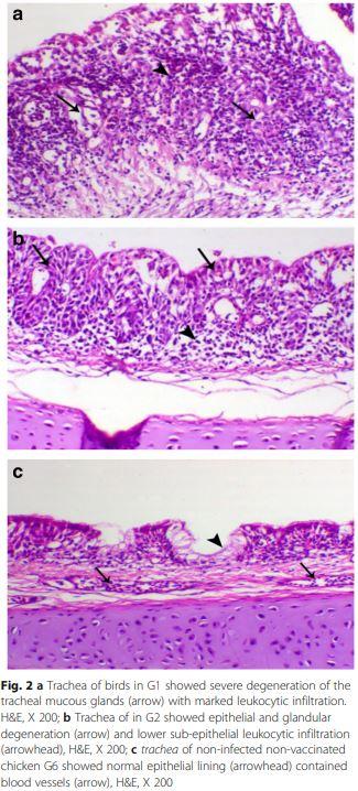 Interaction between avian influenza subtype H9N2 and Newcastle disease virus vaccine strain (LaSota) in chickens - Image 4