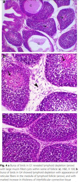 Interaction between avian influenza subtype H9N2 and Newcastle disease virus vaccine strain (LaSota) in chickens - Image 6