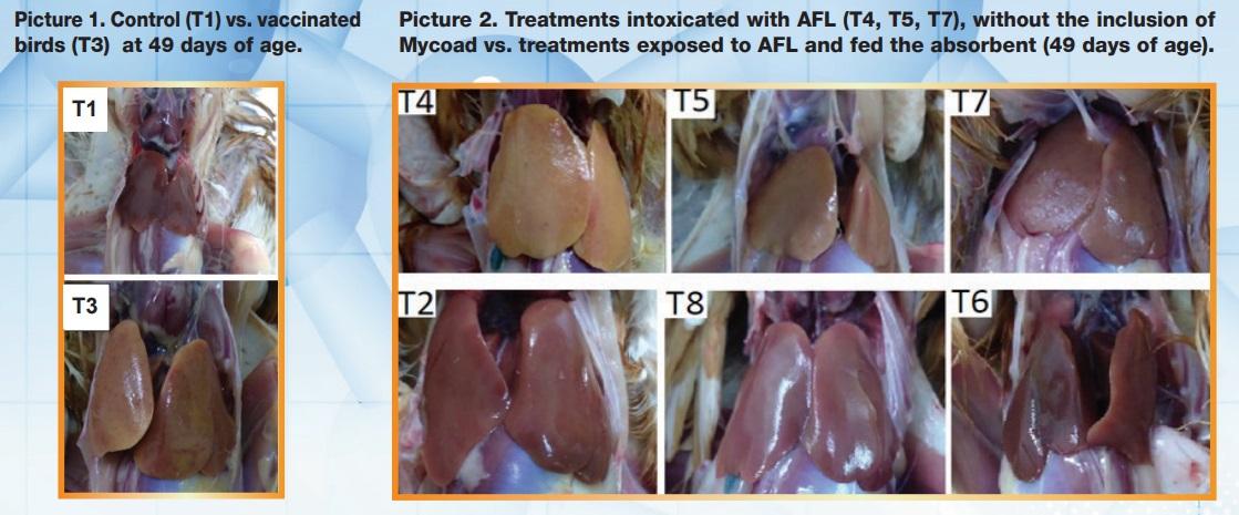 Cellular immune response after vaccination with SG 9R in birds fed Aflatoxin and a mycotoxin adsorbent in the diet - Image 2