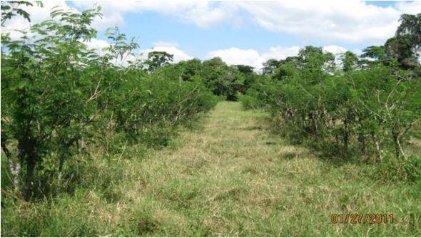 Use and performance of leucaena (Leucaena leucocephala) in Venezuelan animal production systems - Image 1