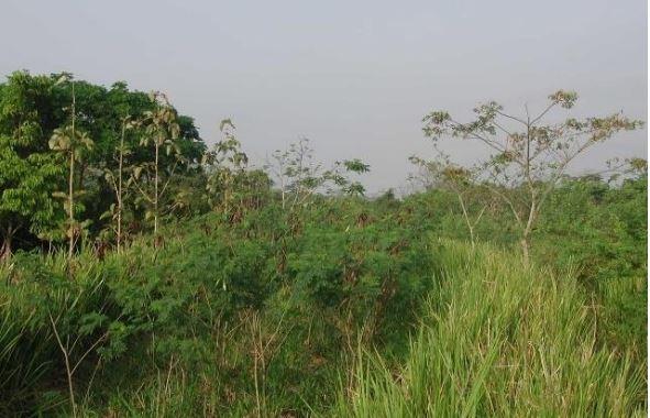 Use and performance of leucaena (Leucaena leucocephala) in Venezuelan animal production systems - Image 2