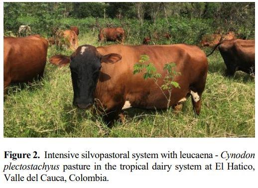 Establishment and management of leucaena in Latin America - Image 3