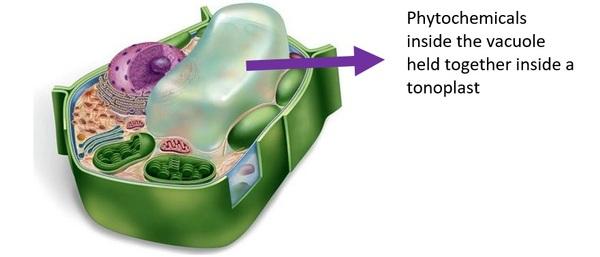 Natural Remedies Standardized Botanical Powder (NRSBP™), a new concept in phytochemicals - Image 2