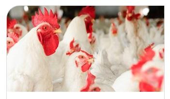 The Power of Stabilized Enzymes in Poultry Feed - Image 1
