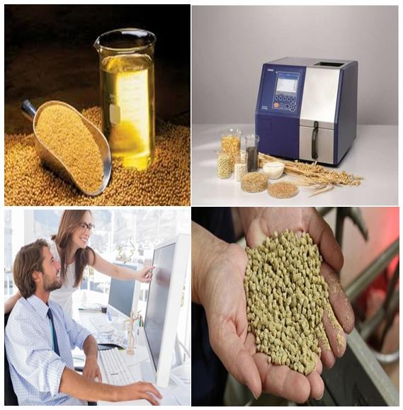 Precision nutrition for high performance broilers - Image 1
