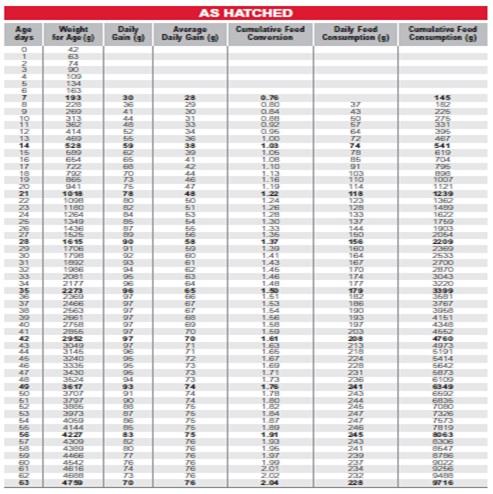 Precision nutrition for high performance broilers - Image 4