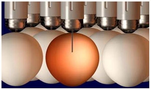 Precision nutrition for high performance broilers - Image 8