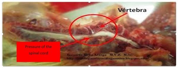 Precision nutrition for high performance broilers - Image 16
