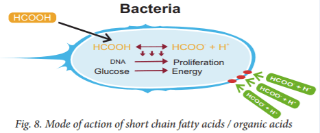 Essential oil fortification and their applications in poultry - Image 7