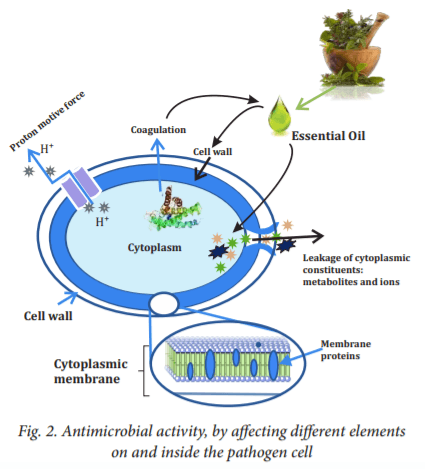Essential oil fortification and their applications in poultry - Image 3