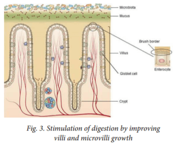Essential oil fortification and their applications in poultry - Image 4