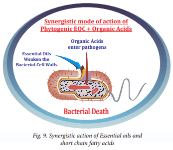 Essential oil fortification and their applications in poultry - Image 9