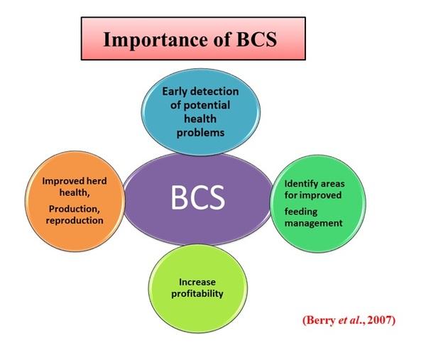 Importance of Body Condition Scoring in Dry Period of Dairy Cows - Image 1
