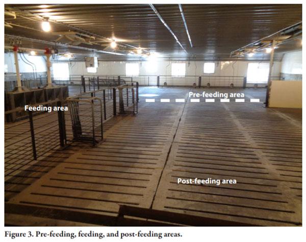 Gilt Training for Electronic Sow Feeding Systems in Gestation - Image 3