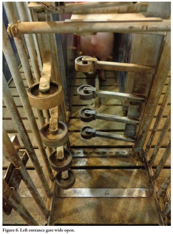 Gilt Training for Electronic Sow Feeding Systems in Gestation - Image 6