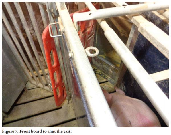 Gilt Training for Electronic Sow Feeding Systems in Gestation - Image 7