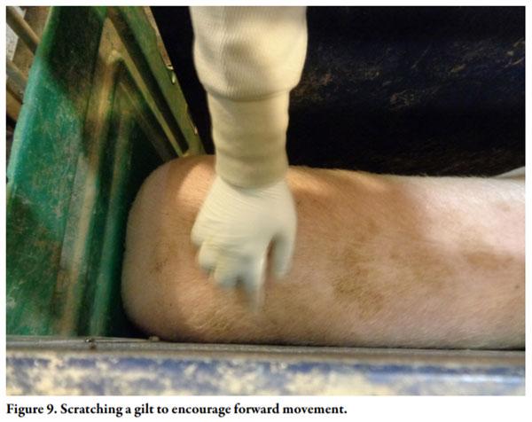 Gilt Training for Electronic Sow Feeding Systems in Gestation - Image 9