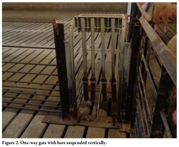 Gilt Training for Electronic Sow Feeding Systems in Gestation - Image 2
