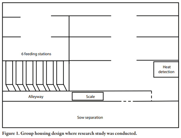 Lessons Learned from Managing Electronic Sow Feeders and Sow Body Weight Data - Image 1