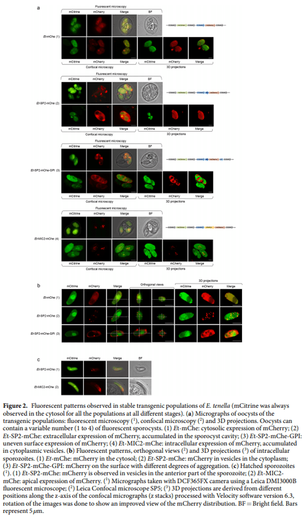 Eimeria tenella protein trafficking: differential regulation of secretion versus surface tethering during the life cycle - Image 4