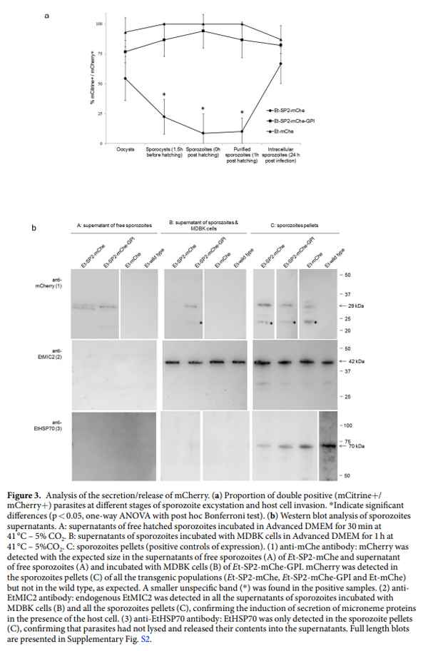 Eimeria tenella protein trafficking: differential regulation of secretion versus surface tethering during the life cycle - Image 5