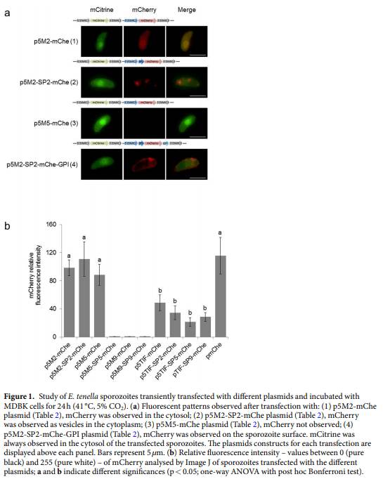 Eimeria tenella protein trafficking: differential regulation of secretion versus surface tethering during the life cycle - Image 2