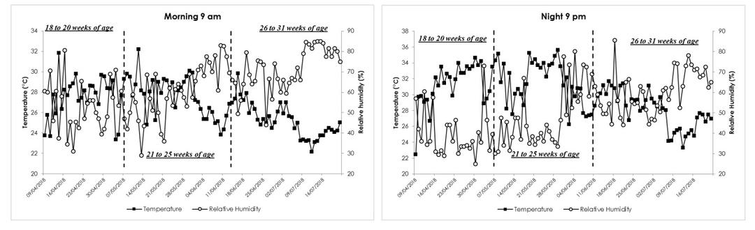 Similar laying hens performance between methionine sources under tropical conditions - Image 2