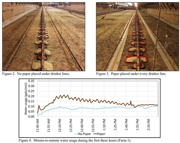 Does Placing Paper Under Drinker Lines Improve Chick Performance? - Image 2