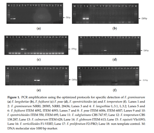 A Comprehensive Study on the Occurrence of Mycotoxins and Their Producing Fungi during the Maize Production Cycle in Spain - Image 3