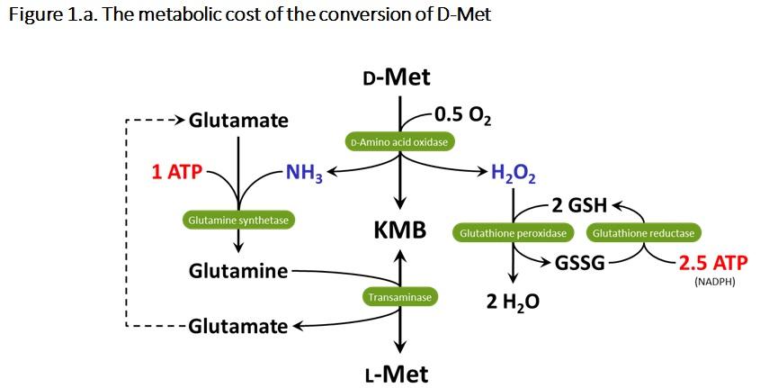 Energy values of synthetic amino acids in feed formulation: the case of methionine sources - Image 3