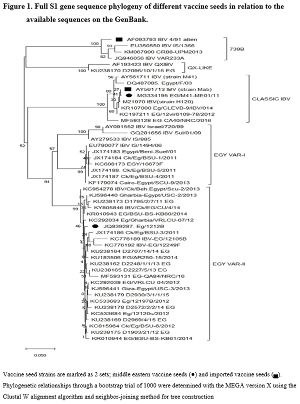 Protective Efficacy of Different Live Attenuated Infectious Bronchitis Virus Vaccination Regimes Against Challenge With IBV Variant-2 Circulating in the Middle East - Image 2