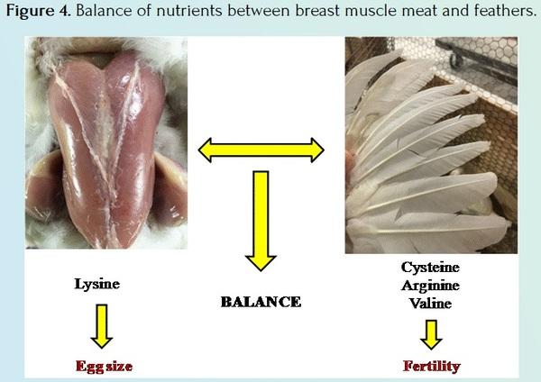 How to Improve the Fertility and Hatchability in Broiler Breeders - Image 5