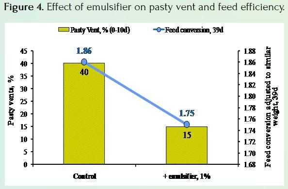 Pasty Vents in Broiler Chickens - Image 4