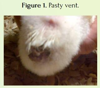 Pasty Vents in Broiler Chickens - Image 1