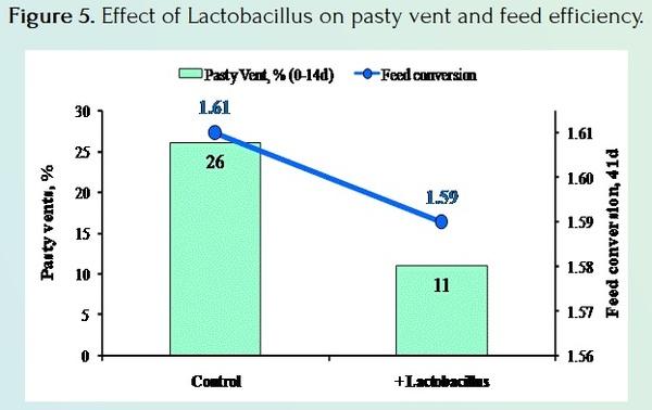 Pasty Vents in Broiler Chickens - Image 5