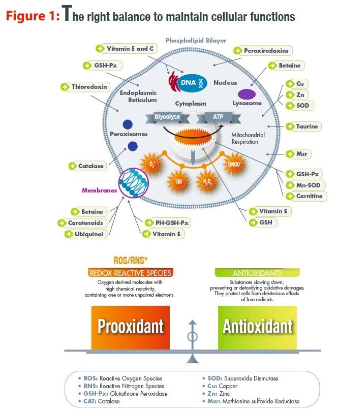 Forms of dietary selenium and drivers of efficacy: From genes to biological effects - Image 2