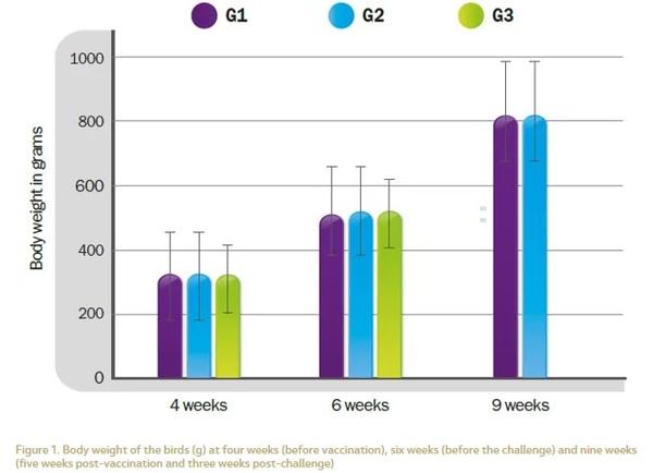 Approach to Genotype VII Newcastle Disease with a high incidence in the Middle East Region and North Africa - Image 3