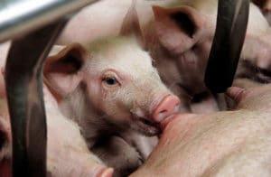 Yeast probiotic solution in hyper prolific sows to improve weaning piglet weight & reduce mortality in lactation - Image 1