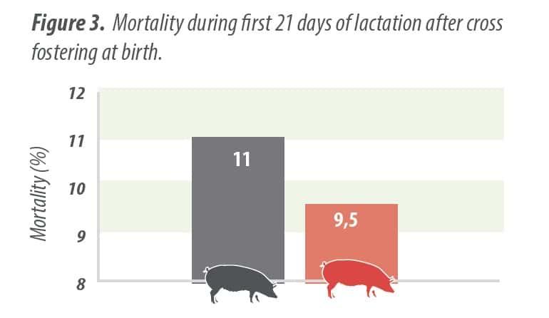 Yeast probiotic solution in hyper prolific sows to improve weaning piglet weight & reduce mortality in lactation - Image 4