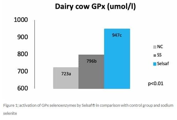 Selsaf®, a natural source of selenium with dual protection and dual benefits - Image 2