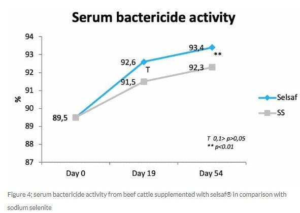 Selsaf®, a natural source of selenium with dual protection and dual benefits - Image 5
