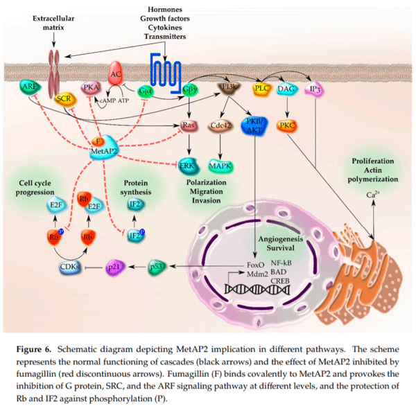 Fumagillin, a Mycotoxin of Aspergillus fumigatus: Biosynthesis, Biological Activities, Detection, and Applications - Image 8