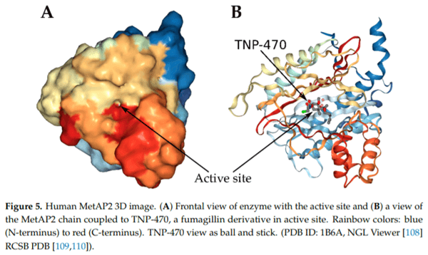 Fumagillin, a Mycotoxin of Aspergillus fumigatus: Biosynthesis, Biological Activities, Detection, and Applications - Image 7