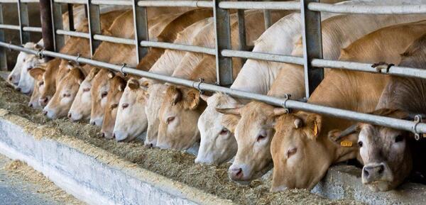 Actisaf® and Safmannan® help reduce microbial contamination in beef cattle carcasses - Image 1