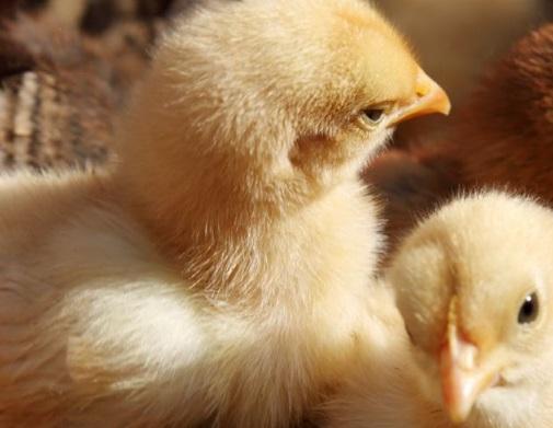 The effect of four betaine products on replacing methionine and choline supplementation on growth performance in broiler chickens from 10 to 28 days of age - Image 1