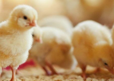 Comparing the effect of different methyl group donors on the carcass quality of broilers in challenged conditions and the effect on the litter quality, from 0 to 38 days of age - Image 1